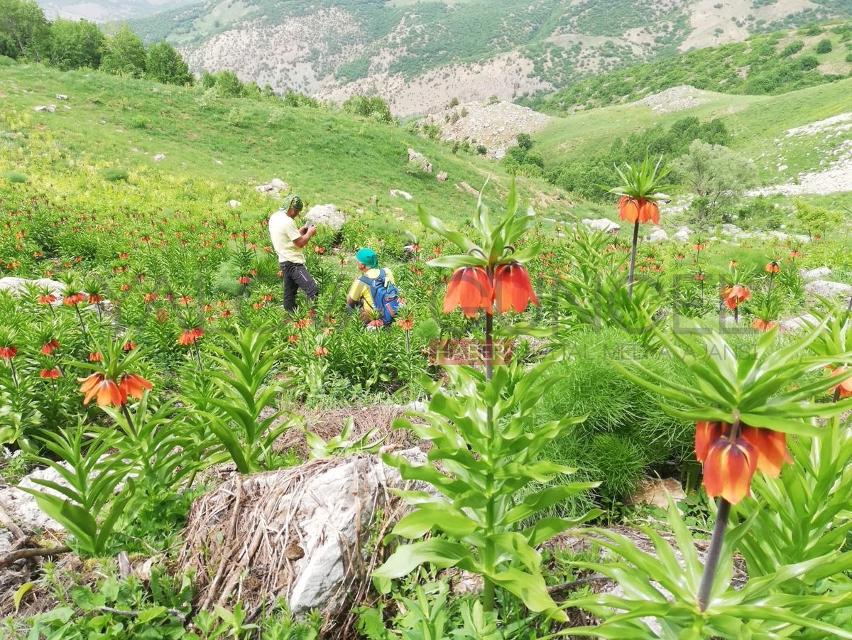 Ters Laleleri Topladı 180 Bin TL Ceza Kesildi
