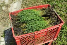 resim_2023-07-24_123316138