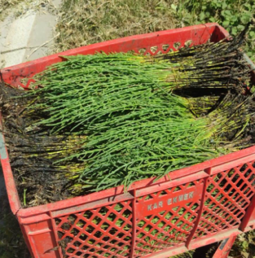 resim_2023-07-24_123316138