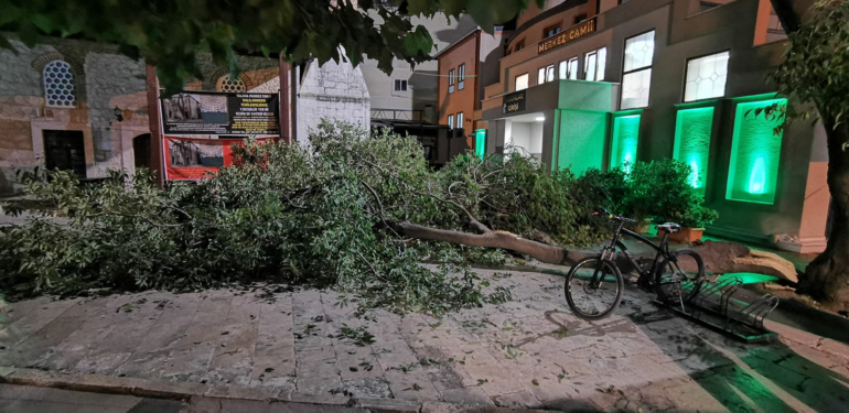 Kopan Dev Ağaç Dalı Çocuğun Üstüne Düştü