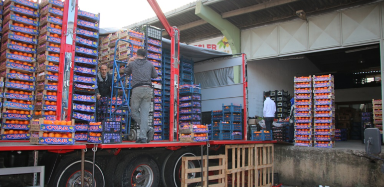 YALOVA HAL’DEN 22 BİN 553 TON ÇIKIŞ YAPILDI