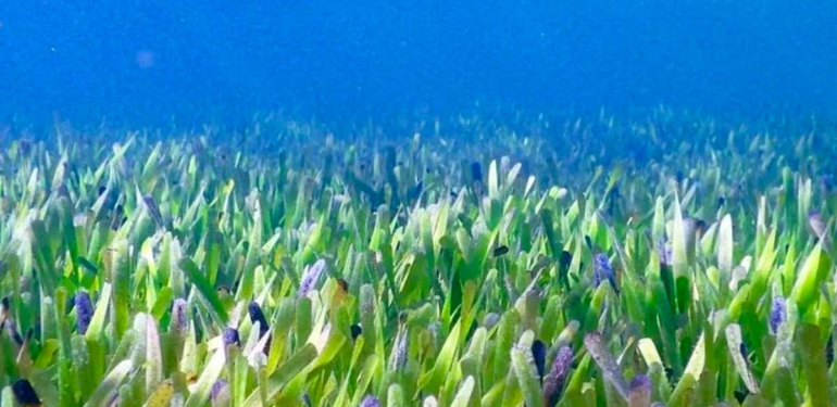Dünyanın En Yaşlı Canlı Organizması: Pando Ağaçları ve Sonsuz Yaşamın Sırrı