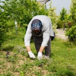 ALTINOVA’DA ‘’KEKİK HASADI’’ BAŞLADI