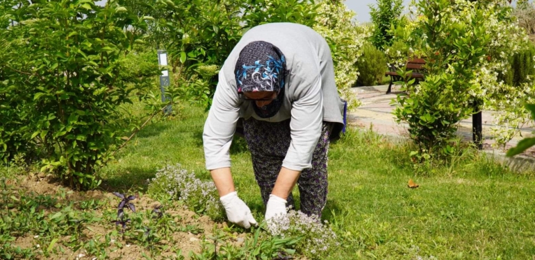 ALTINOVA’DA ‘’KEKİK HASADI’’ BAŞLADI