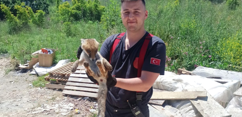 ÇİFTLİKKÖY İTFAİYESİ’NDEN TİLKİ KURTARMA OPERASYONU