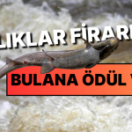 Norveç’te 27.000 Somon Balığı Firarda!