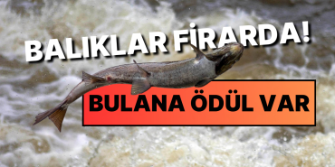 Norveç’te 27.000 Somon Balığı Firarda!