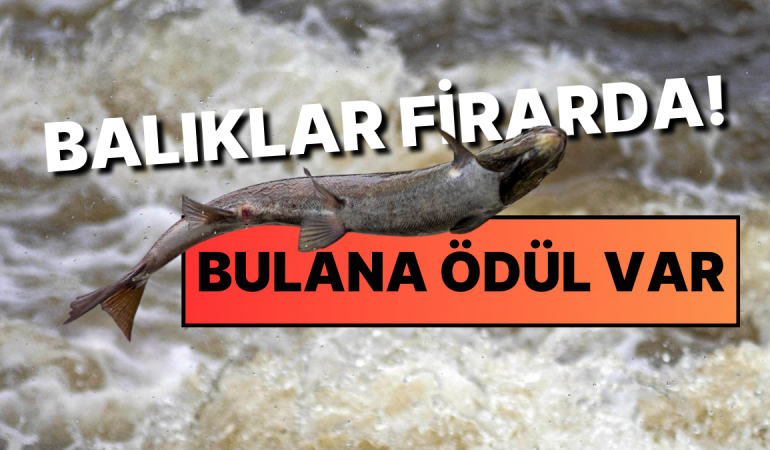 Norveç’te 27.000 Somon Balığı Firarda!