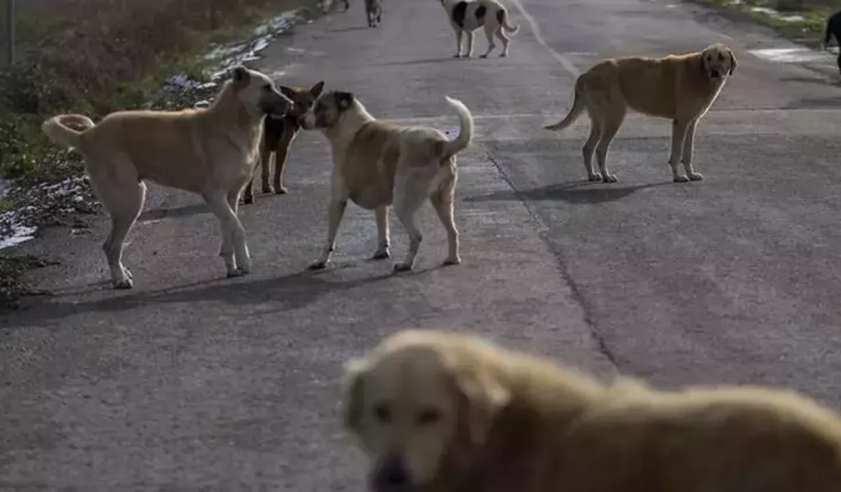 Valilikte Sahipsiz Hayvanlar Konulu Toplantıya Katıldı