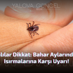 YALOVA'DA KENE TEHLİKESİ: KKKA VAKALARI ARTIYOR!
