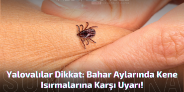 YALOVA'DA KENE TEHLİKESİ: KKKA VAKALARI ARTIYOR!