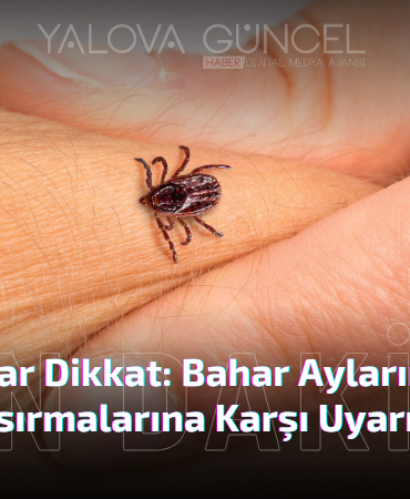 YALOVA'DA KENE TEHLİKESİ: KKKA VAKALARI ARTIYOR!
