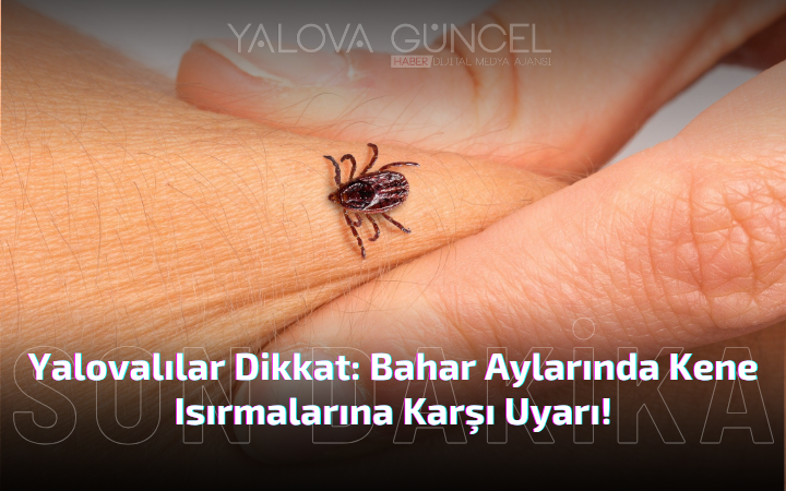 YALOVA’DA KENE TEHLİKESİ: KKKA VAKALARI ARTIYOR!