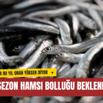 Bu Sezon Hamsi Bolluğu Bekleniyor