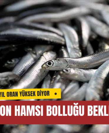 Bu Sezon Hamsi Bolluğu Bekleniyor