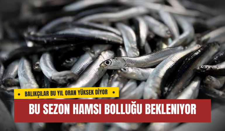 Bu Sezon Hamsi Bolluğu Bekleniyor