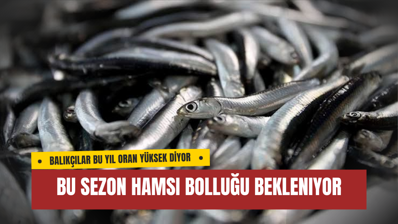 Bu Sezon Hamsi Bolluğu Bekleniyor