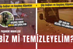 Yalova Paşakent Mahallesi’nde Çöp Dağları ve Başıboş Köpekler Kriz Yarattı