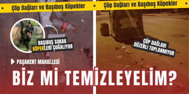 Yalova Paşakent Mahallesi’nde Çöp Dağları ve Başıboş Köpekler Kriz Yarattı
