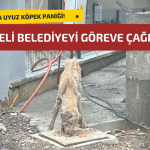 YALOVA’DA UYUZ KÖPEK PANİĞİ: MAHALLELİ BELEDİYEYİ GÖREVE ÇAĞIRDI