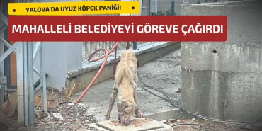 YALOVA’DA UYUZ KÖPEK PANİĞİ: MAHALLELİ BELEDİYEYİ GÖREVE ÇAĞIRDI