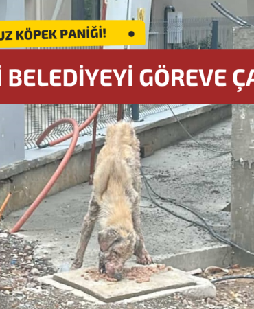 YALOVA’DA UYUZ KÖPEK PANİĞİ: MAHALLELİ BELEDİYEYİ GÖREVE ÇAĞIRDI