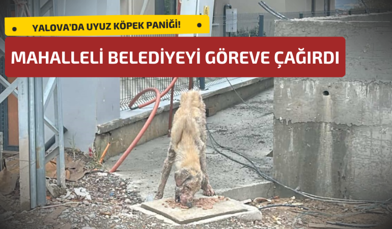 YALOVA’DA UYUZ KÖPEK PANİĞİ: MAHALLELİ BELEDİYEYİ GÖREVE ÇAĞIRDI