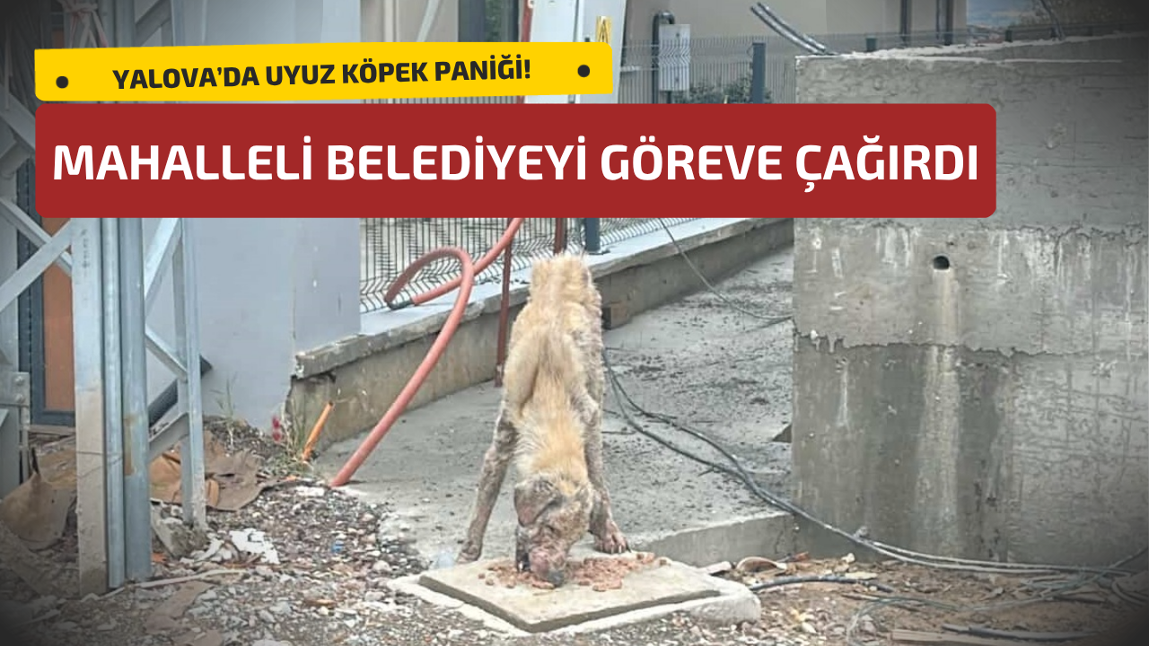 YALOVA’DA UYUZ KÖPEK PANİĞİ: MAHALLELİ BELEDİYEYİ GÖREVE ÇAĞIRDI