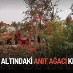 Koruma Altındaki 3 Numaralı Anıt Ağaç İzinsiz Kesildi!