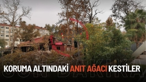 Koruma Altındaki 3 Numaralı Anıt Ağaç İzinsiz Kesildi!