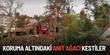 Koruma Altındaki 3 Numaralı Anıt Ağaç İzinsiz Kesildi!