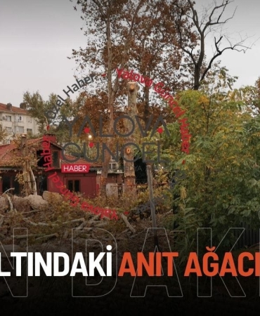 Koruma Altındaki 3 Numaralı Anıt Ağaç İzinsiz Kesildi!