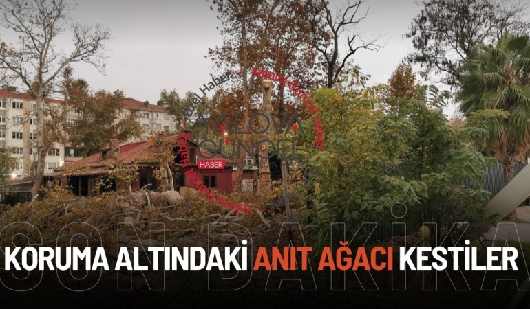 Koruma Altındaki 3 Numaralı Anıt Ağaç İzinsiz Kesildi!