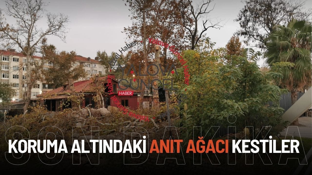 Koruma Altındaki 3 Numaralı Anıt Ağaç İzinsiz Kesildi!