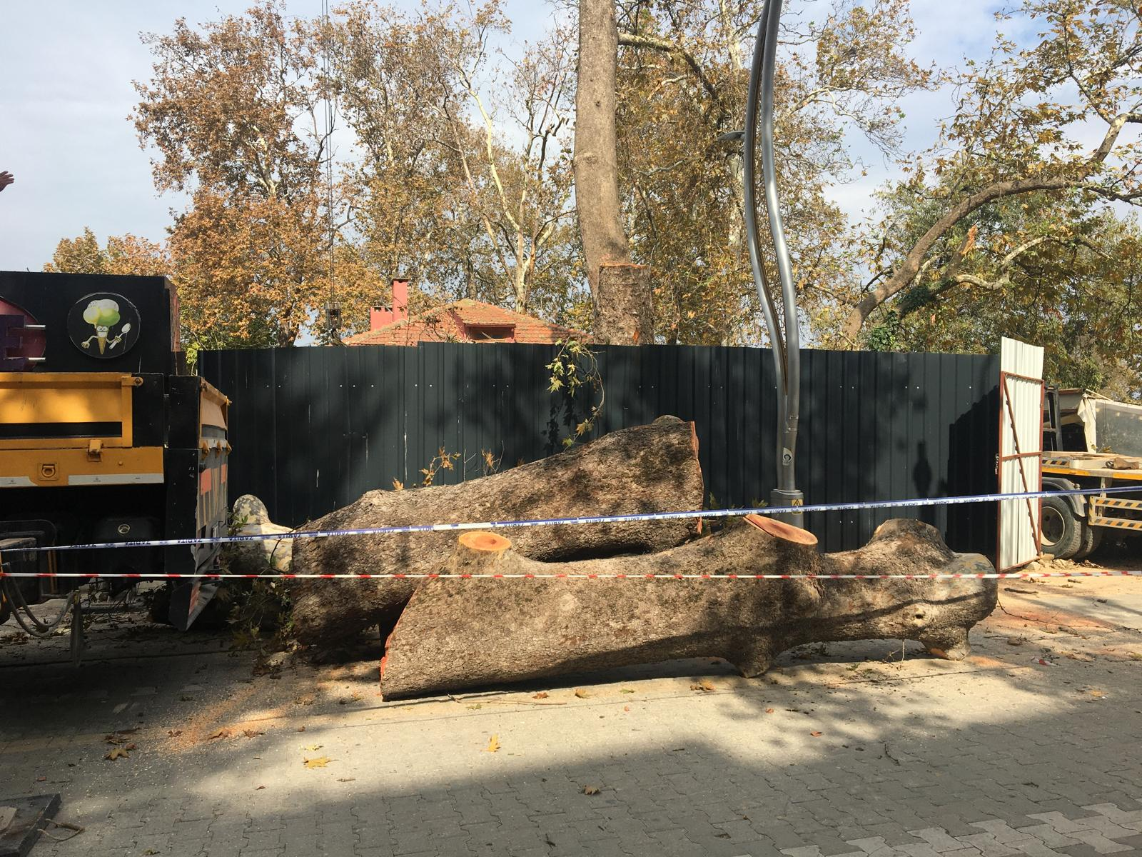 Koruma Altındaki 3 Numaralı Anıt Ağaç İzinsiz Kesildi!