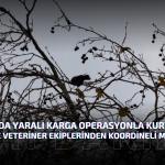 Yalova’da Yaralı Karga Operasyonla Kurtarıldı