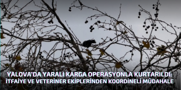 Yalova’da Yaralı Karga Operasyonla Kurtarıldı