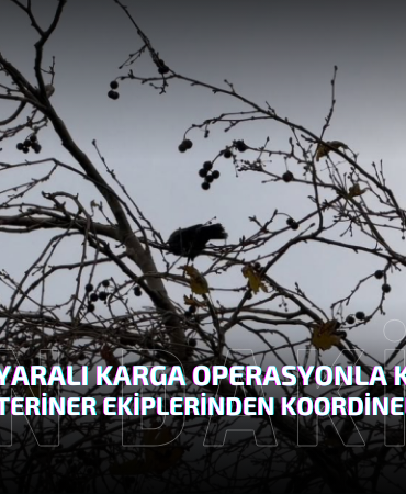 Yalova’da Yaralı Karga Operasyonla Kurtarıldı