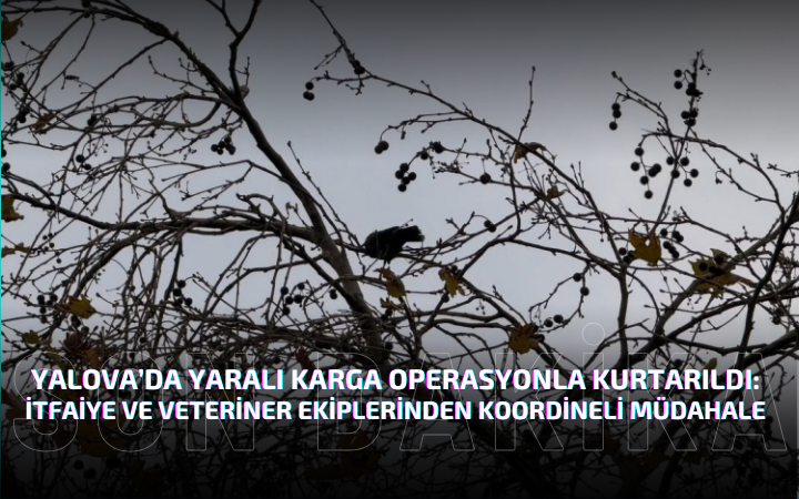 Yalova’da Yaralı Karga Operasyonla Kurtarıldı