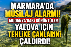 Bursa Kıyılarında Ortaya Çıkan Görüntüler Endişe Yarattı